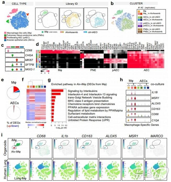 본문 이미지 -  단일세포 전사체분석을 통한 폐포어셈블로이드 특성 분석(한국생명공학연구원 제공) /뉴스1