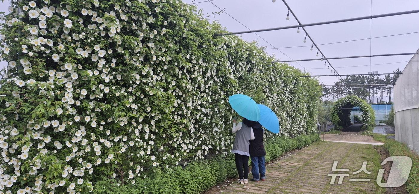 본문 이미지 - 거제농업기술센터 내에 조성된 거제왕찔레 꽃벽.(거제시 제공. 재판매 및 DB금지.)