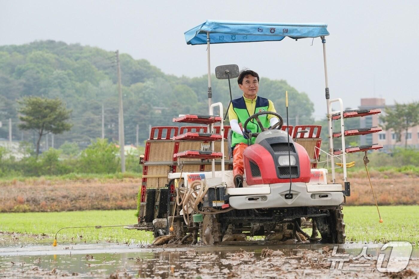 모내기 일일농부 변신한 김진태 강원도지사.&#40;강원도 제공. 재판매 및 DB금지&#41;/뉴스1