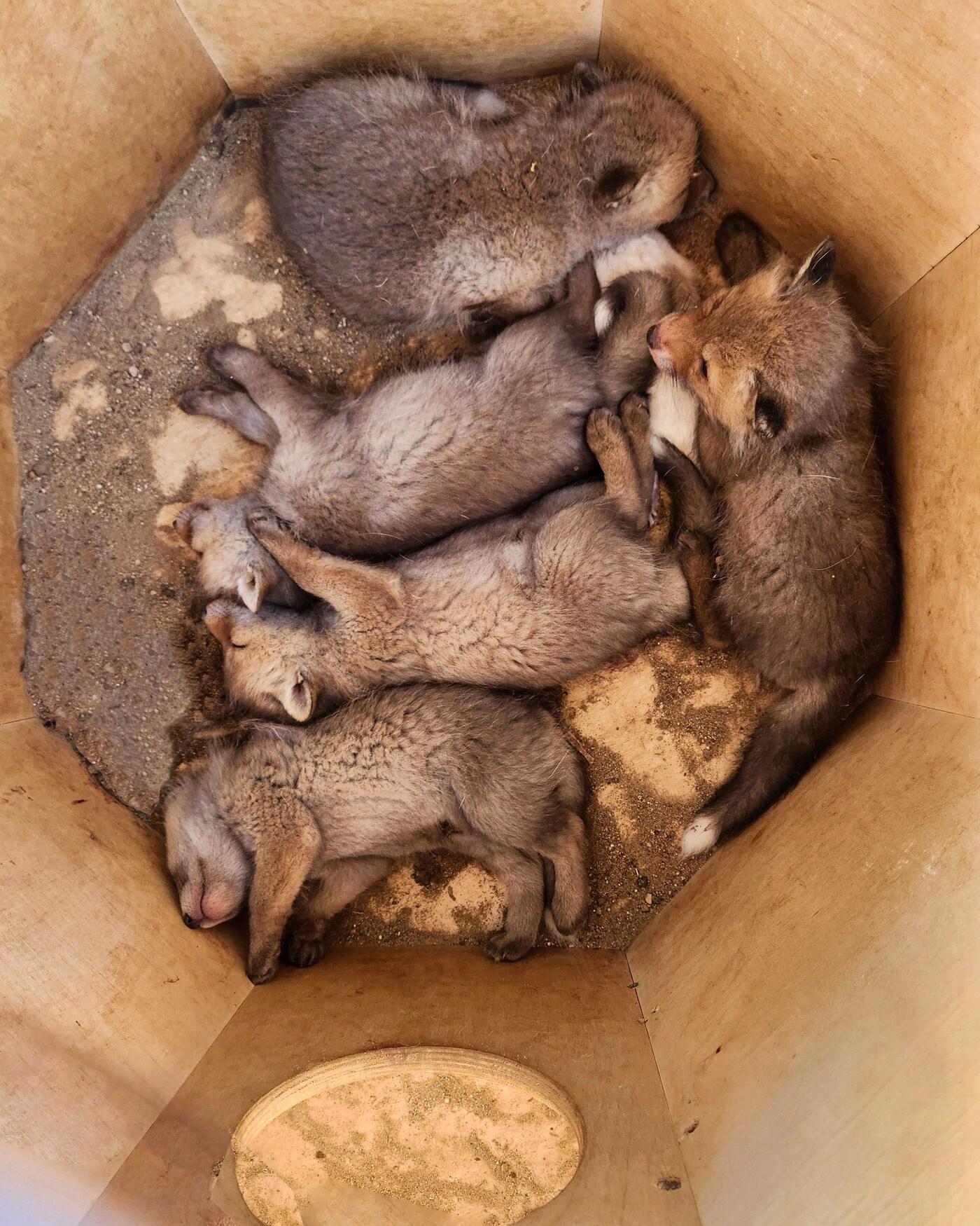 본문 이미지 - 토종 여우(서울대공원 제공)