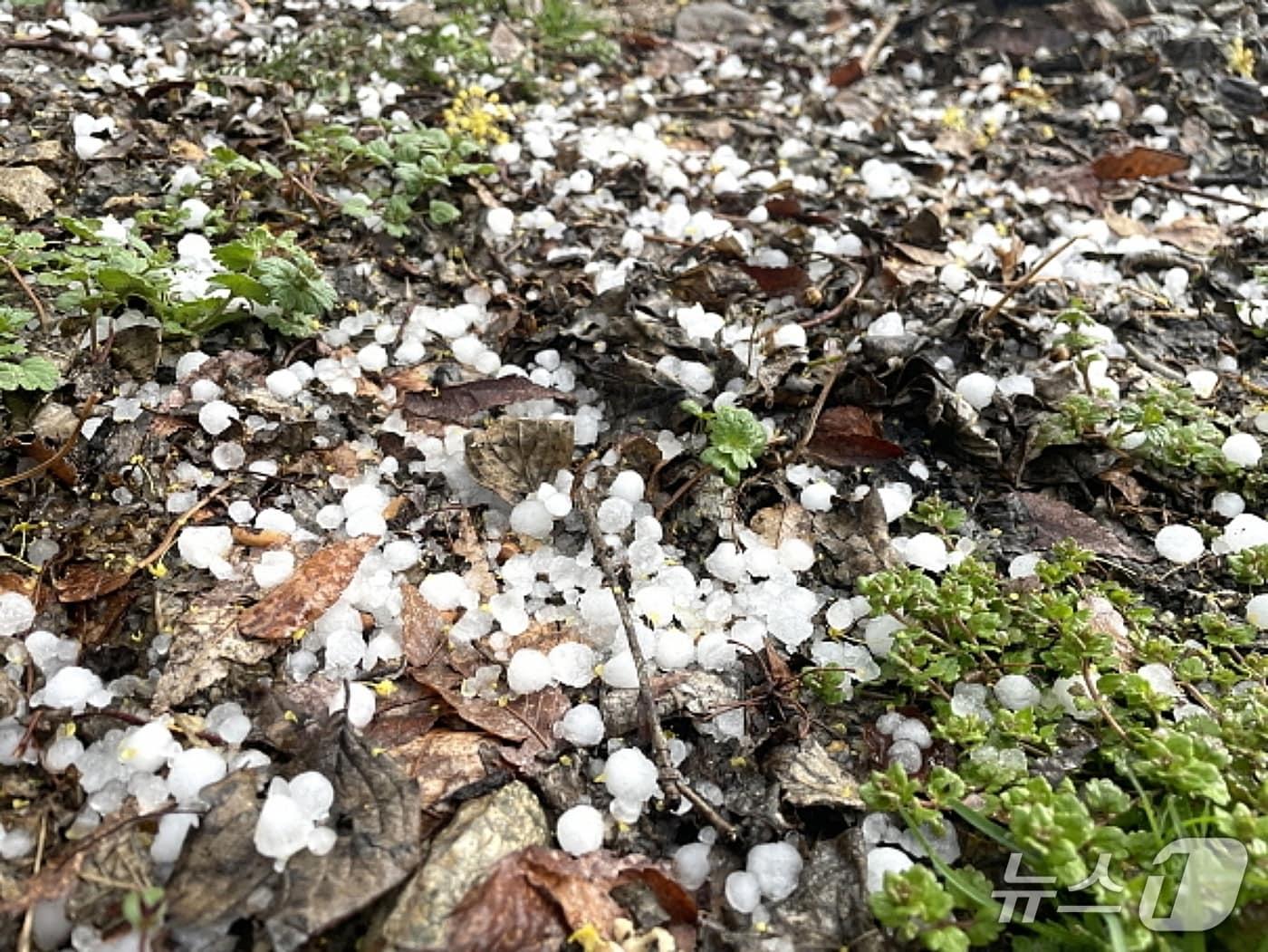 본문 이미지 - 농경지에 쏟아진 우박.(뉴스1 DB)/뉴스1