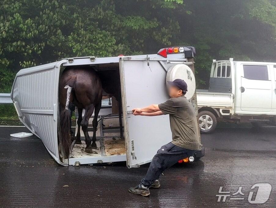본문 이미지 - 16일 오전 제주 5.16도로에서 말을 실은 트레일러 차량이 쓰러졌다.(제주도소방안전본부 제공. 재판매 및 DB 금지)