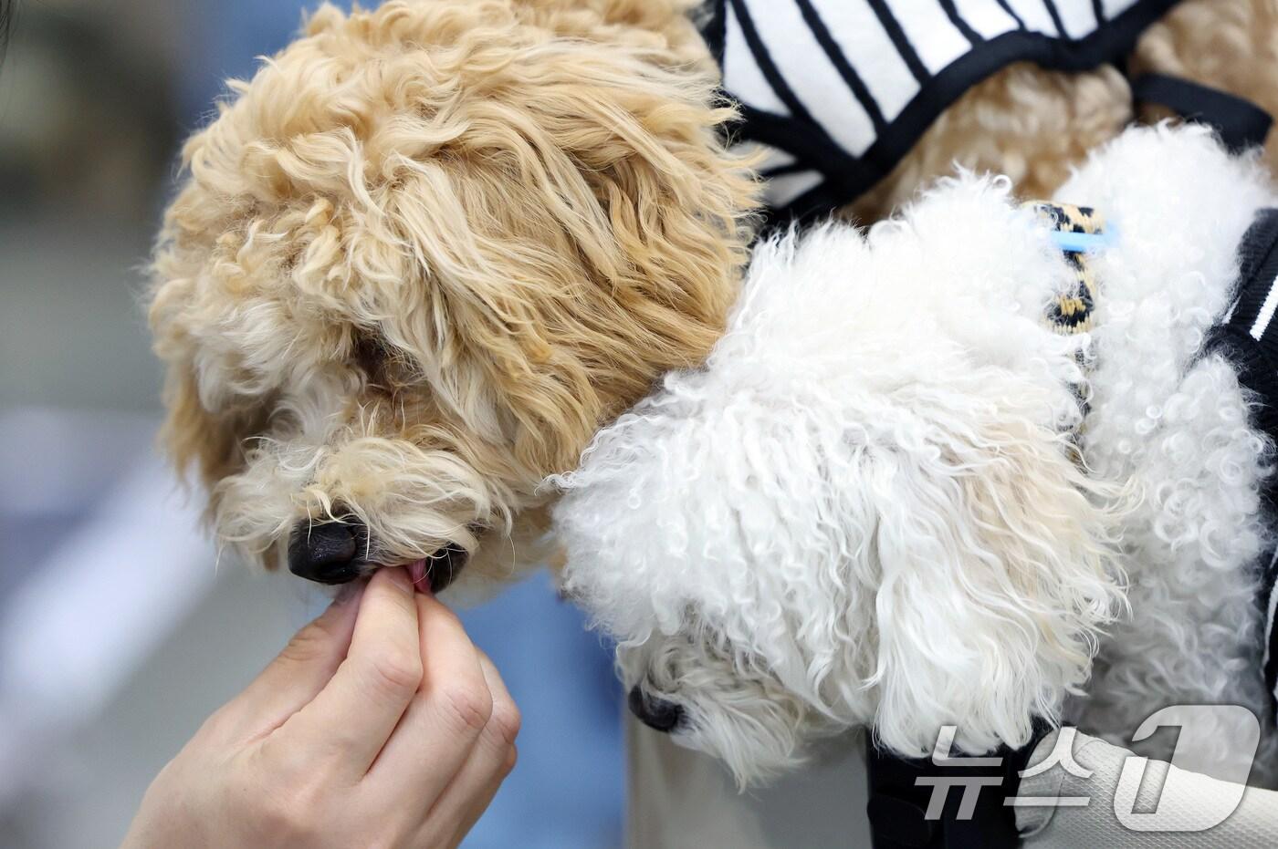 본문 이미지 - 16일 경기도 고양시 일산 킨텍스에서 열린 2025 메가주 일산을 찾은 반려견이 사료를 맛보고 있다. 국내 최대 규모의 펫페어 메가주(Mega Zoo)는 이날부터 18일까지 사흘간 진행된다. 2025.5.16/뉴스1 ⓒ News1 이동해 기자