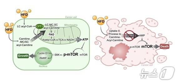 본문 이미지 - SLC25A20 유전자 발현 억제를 통해 지방산산화&#40;FAO&#41;를 차단하면 고지방 식이&#40;HFD&#41;에 의해 종양 촉진 효과가 억제되는 기전 요약도.&#40;국립암센터 제공&#41;