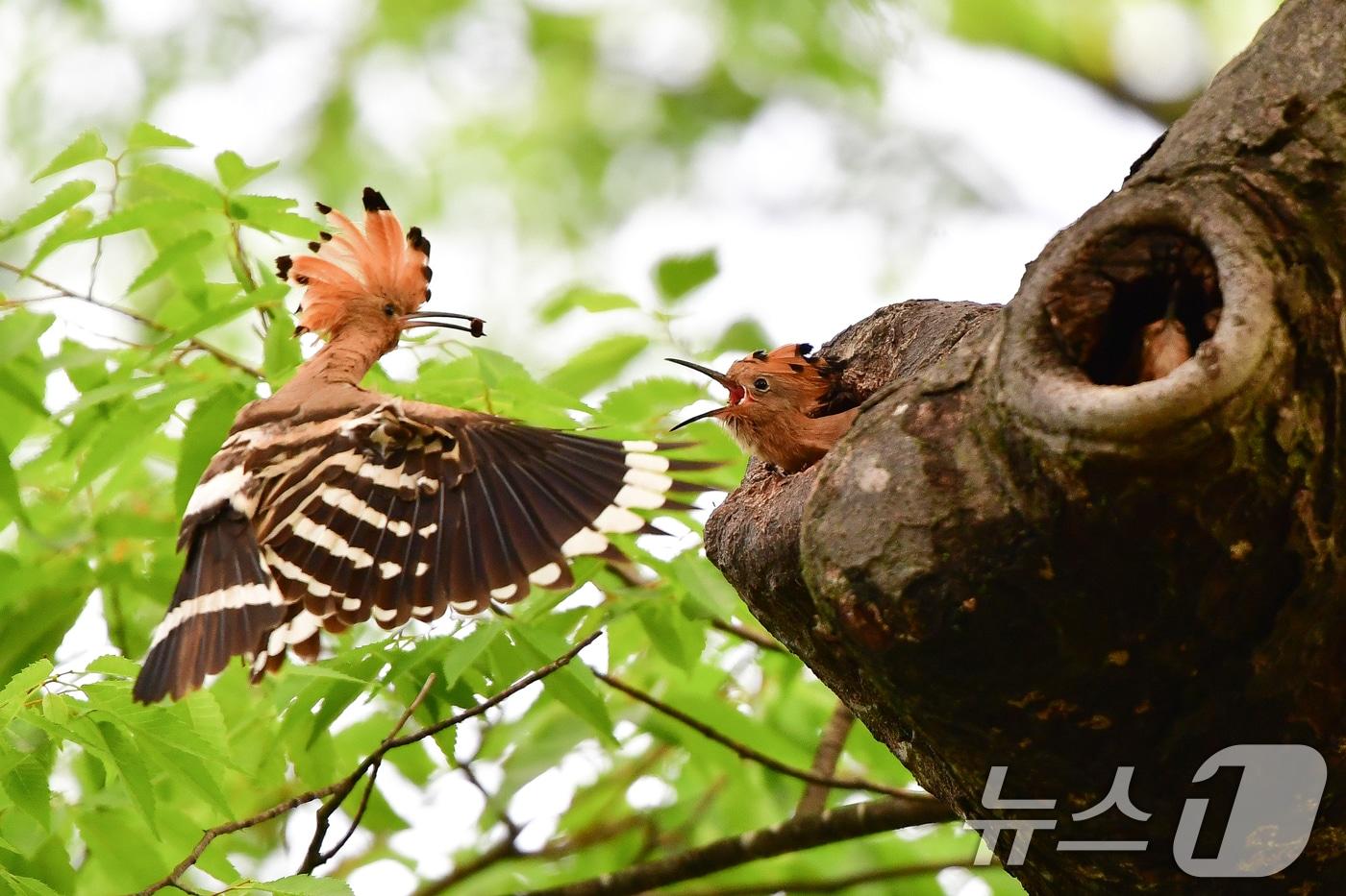 본문 이미지 - 17일 경북 경주시 황성공원 느티나무에 둥지를 튼 후투티 새끼들이 이소 준비를 하고 있다. 2025.5.17/뉴스1 ⓒ News1 최창호 기자