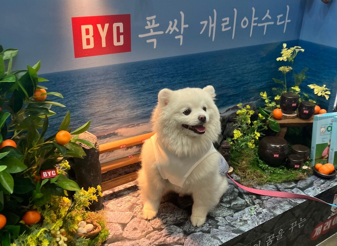 본문 이미지 - 개리야스 난닝구 세트를 입은 강아지가 2025 메가주 일산 BYC 부스 포톤에서 기념 사진을 찍고 있다&#40;BYC 제공&#41; ⓒ 뉴스1