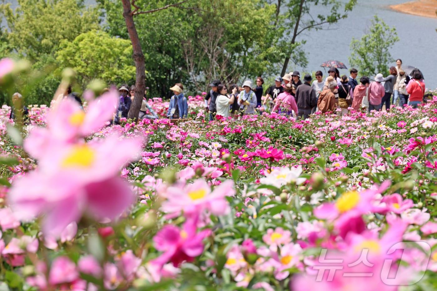 본문 이미지 - 17일 전북 임실군 운암면 옥정호 붕어섬에 화려한 작약꽃이 만발해 방문객들의 시선을 사로잡고 있다. (임실군 제공, 재판매 및 DB금지)2025.5.17/뉴스1 ⓒ News1 김동규 기자