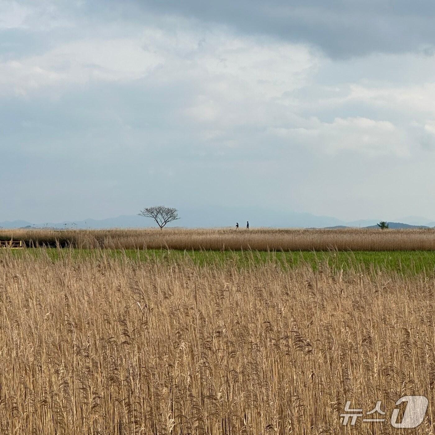 본문 이미지 - 화창한 날의 전남 순천만 습지 일대. /뉴스1 ⓒ News1 이상휼 기자