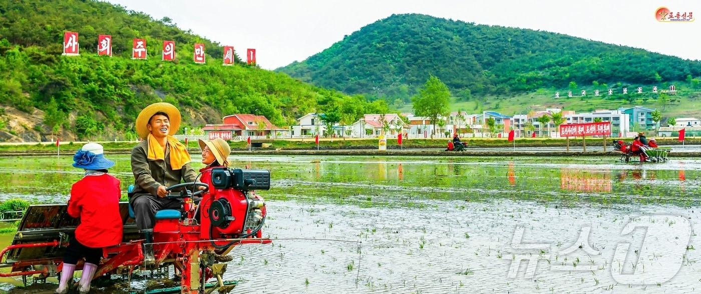 (평양 노동신문=뉴스1) = 북한 노동당 기관지 노동신문은 18일 "쌀로 조국을 받드는 실농꾼이 되자라면서 모내기에 본격적으로 나선 안악군 군살농장의 농업근로자들을 조명했다. [국내에서만 사용가능. 재배포 금지. DB 금지. For Use Only in the Republic of Korea. Redistribution Prohibited] rodongphoto@news1.kr