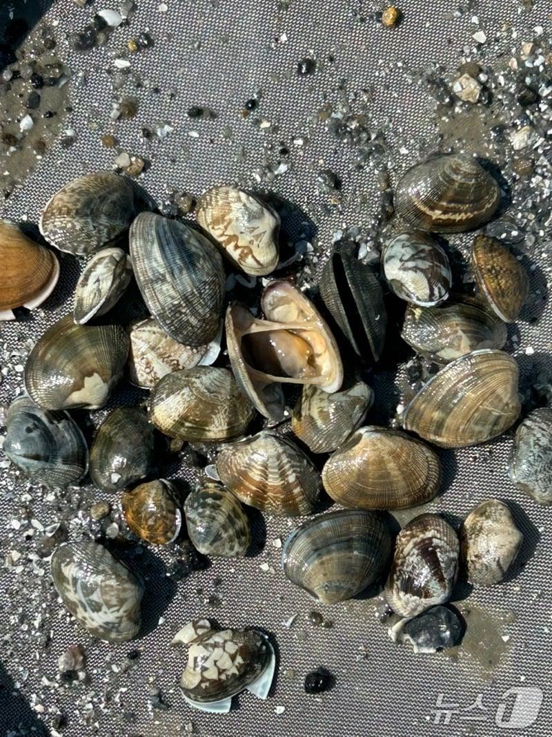 본문 이미지 - 폐사 바지락.(경기도 제공, 재판매 및 DB 금지)