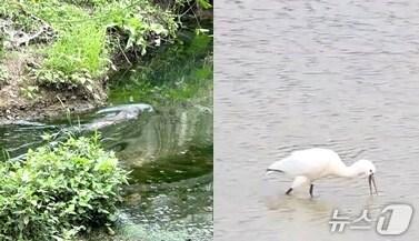 본문 이미지 - 덕진공원에서 목격된 수달과 노랑부리저어새./뉴스1