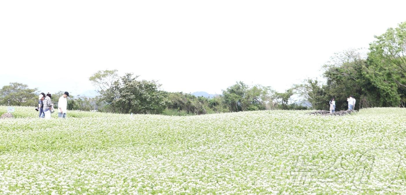 제주시 조천읍 와흘리 메밀밭에서 도민과 관광객들이 메밀꽃밭을 걷고 있다./뉴스1