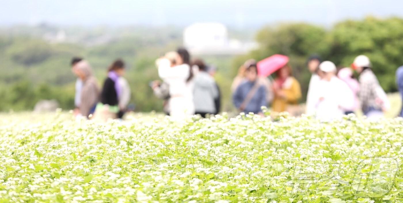 일요일인 18일 &#39;2025 자청비 와흘메밀문화제&#39;가 열리는 제주시 조천읍 와흘리 메밀밭에서 도민과 관광객들이 메밀꽃밭을 걷고 있다. 2025.5.18/뉴스1 ⓒ News1 강승남 기자