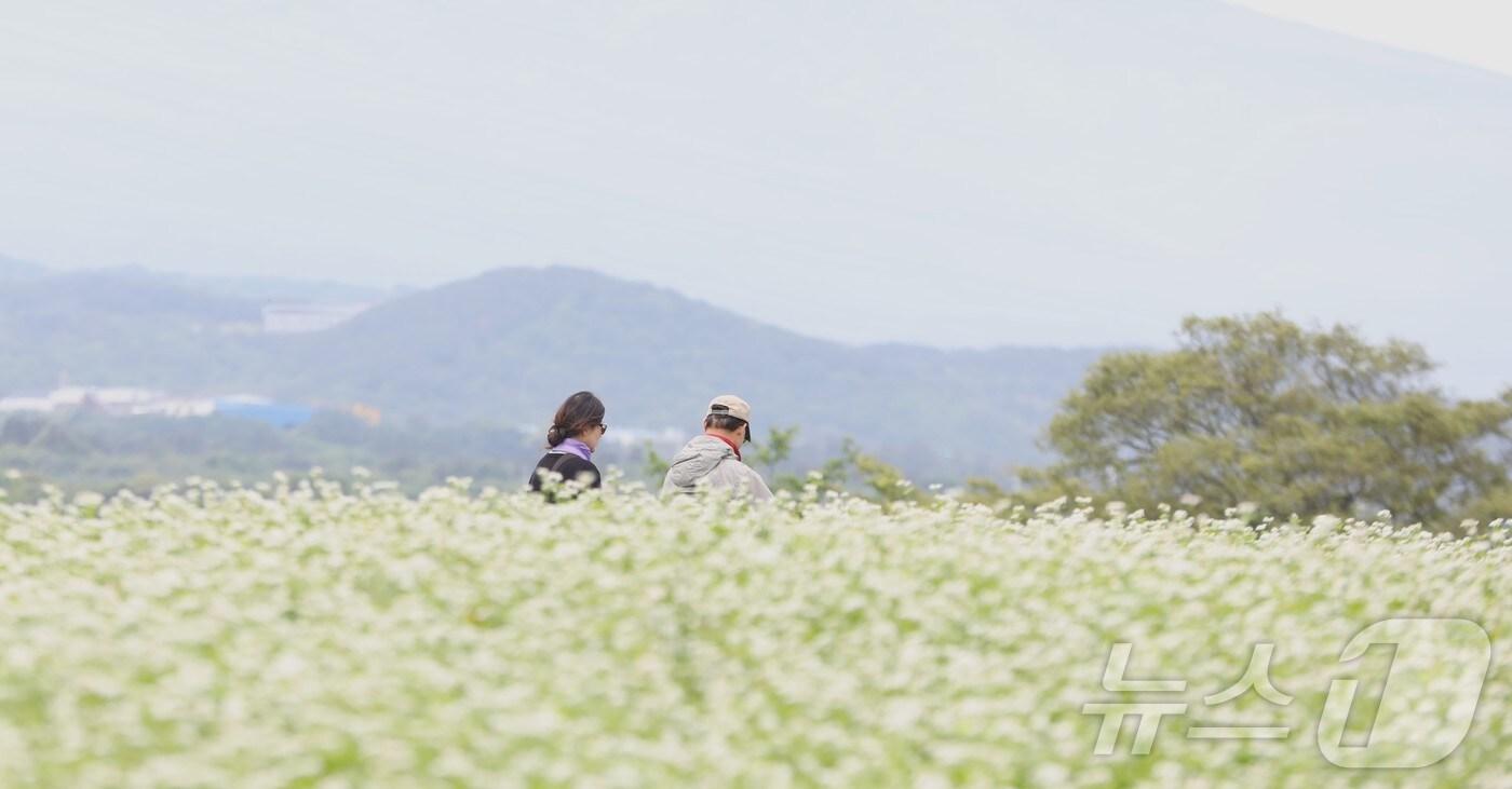 제주 메밀밭&#40;자료사진&#41;/뉴스1