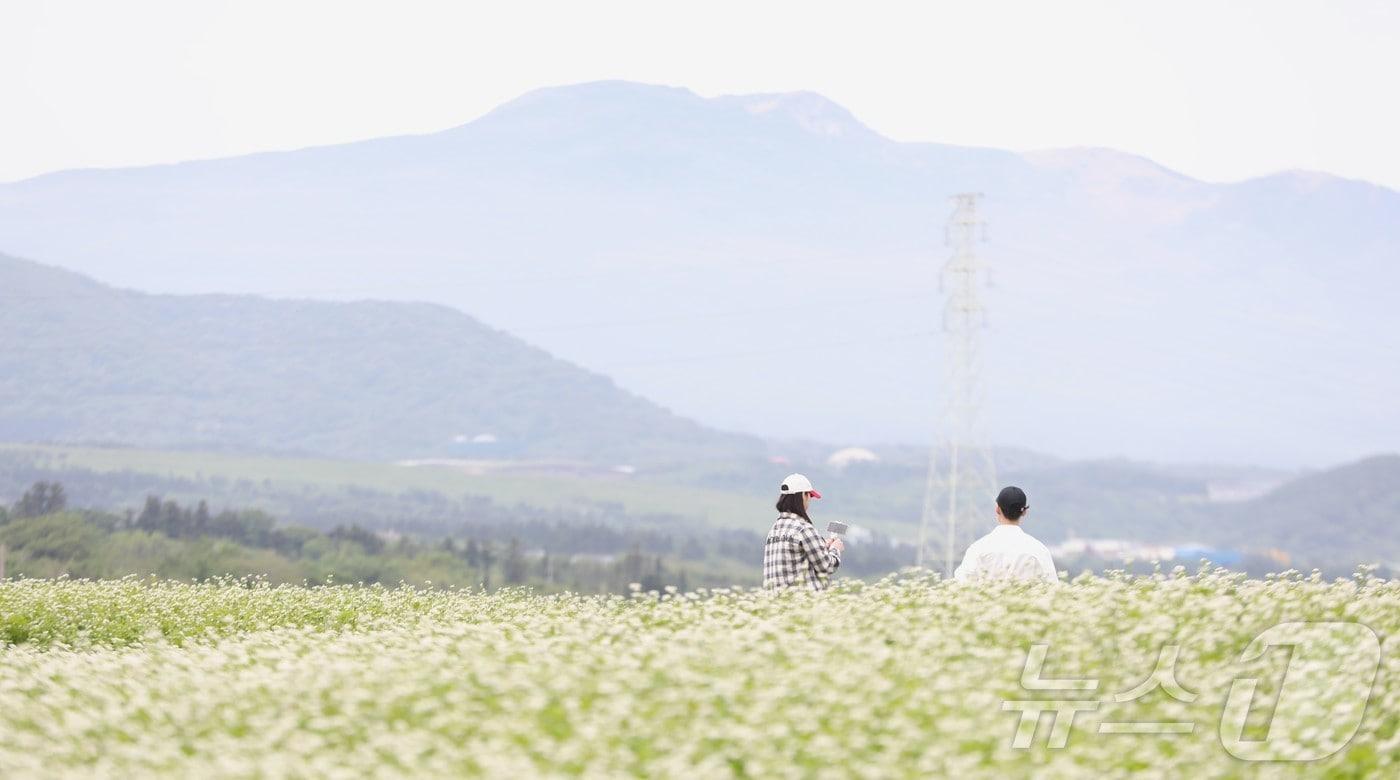제주시 조천읍 와흘리 메밀밭에서 도민과 관광객들이 메밀꽃밭을 걷고 있다.&#40;자료사진&#41;ⓒ News1 강승남 기자