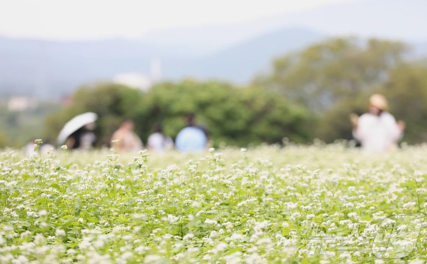 제주 메밀밭ⓒ News1 강승남 기자