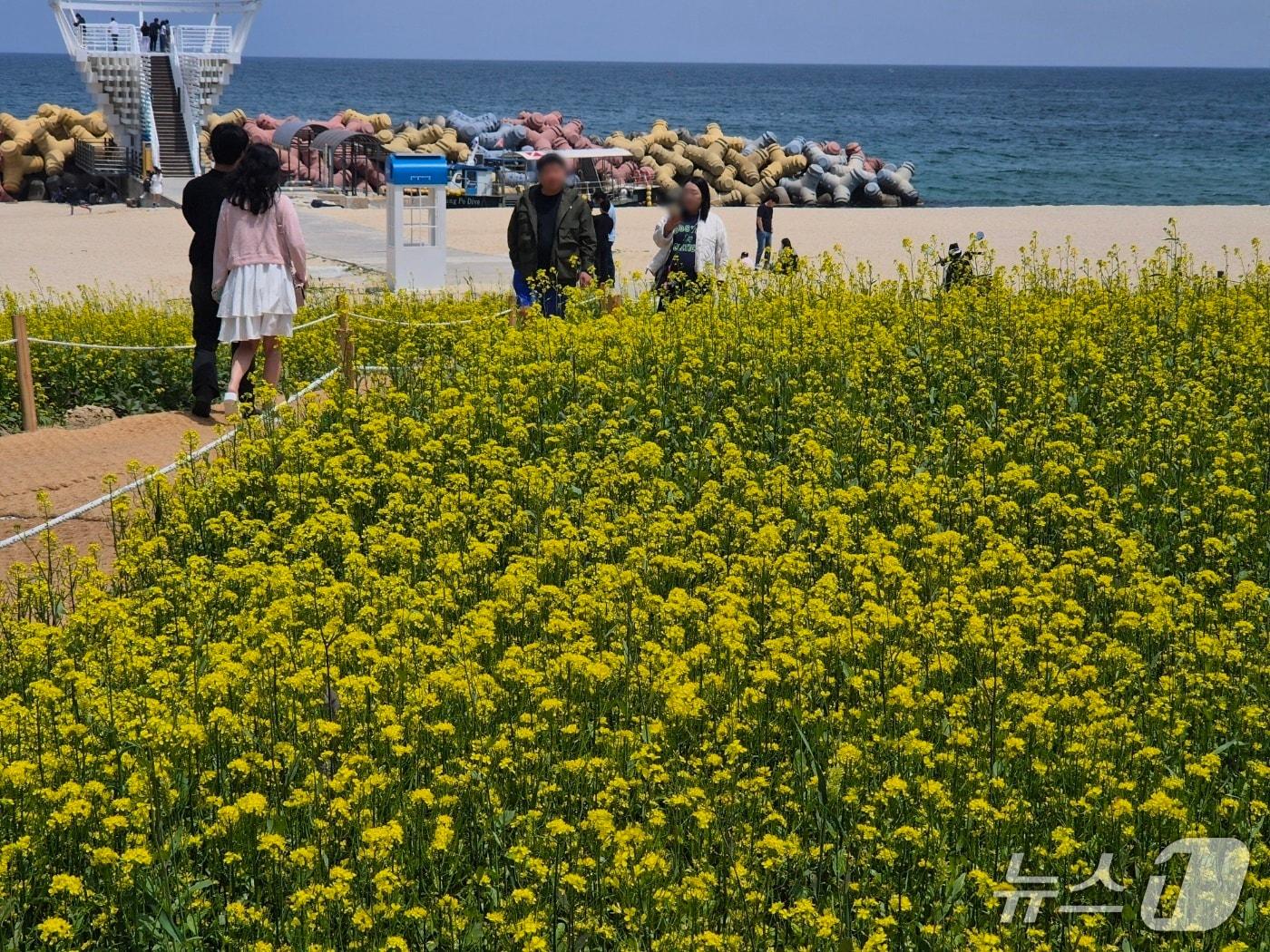 본문 이미지 - 휴일인 18일 강원 강릉 사근진 해변 유채꽃밭을 찾은 나들이객들이 휴일을 즐기고 있다. 2025.5.18/뉴스1 윤왕근 기자