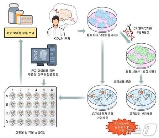 본문 이미지 - SCN2A 뇌전증 환자 맞춤형 신약개발을 위한 정밀의료 기반 실험 흐름도&#40;한국보건산업진흥원 제공&#41;