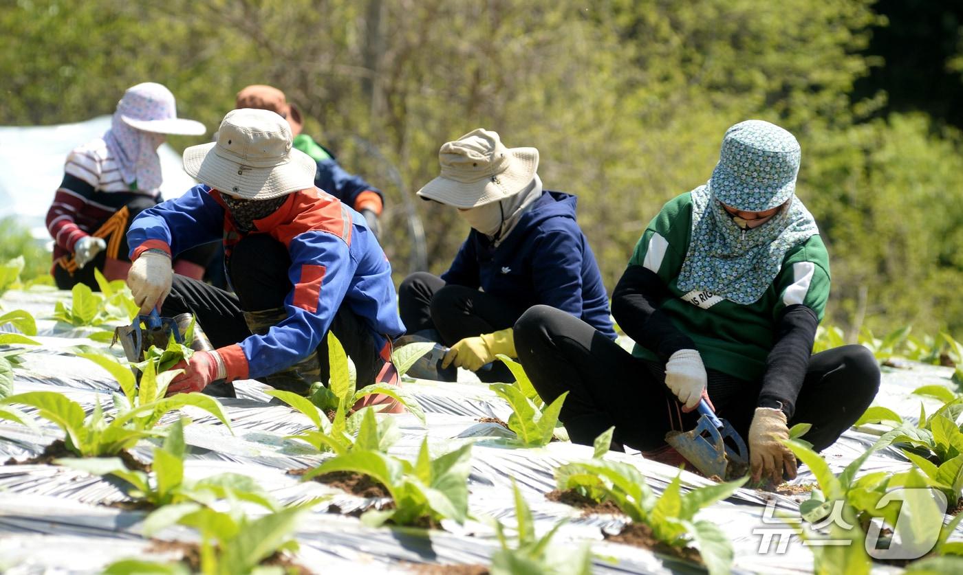 화천 외국인 계절 근로자.&#40;화천군 제공, 재판매 및 DB금지&#41;