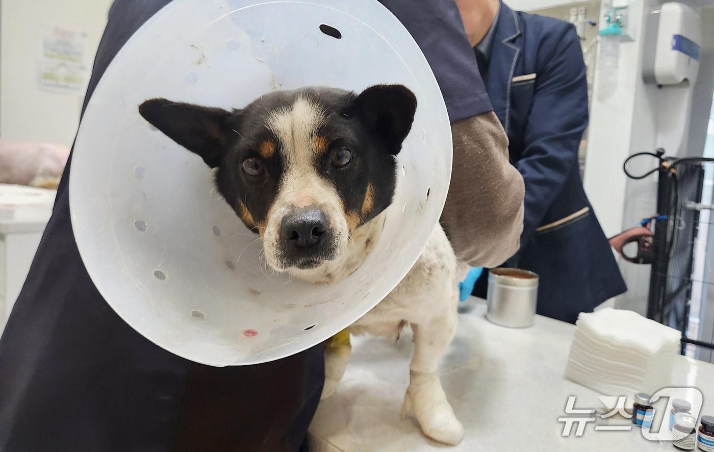 산불로 발바닥 패드에 화상을 입은 강아지가 로얄동물메디컬센터에서 치료를 받고 있다. ⓒ 뉴스1 한송아 기자