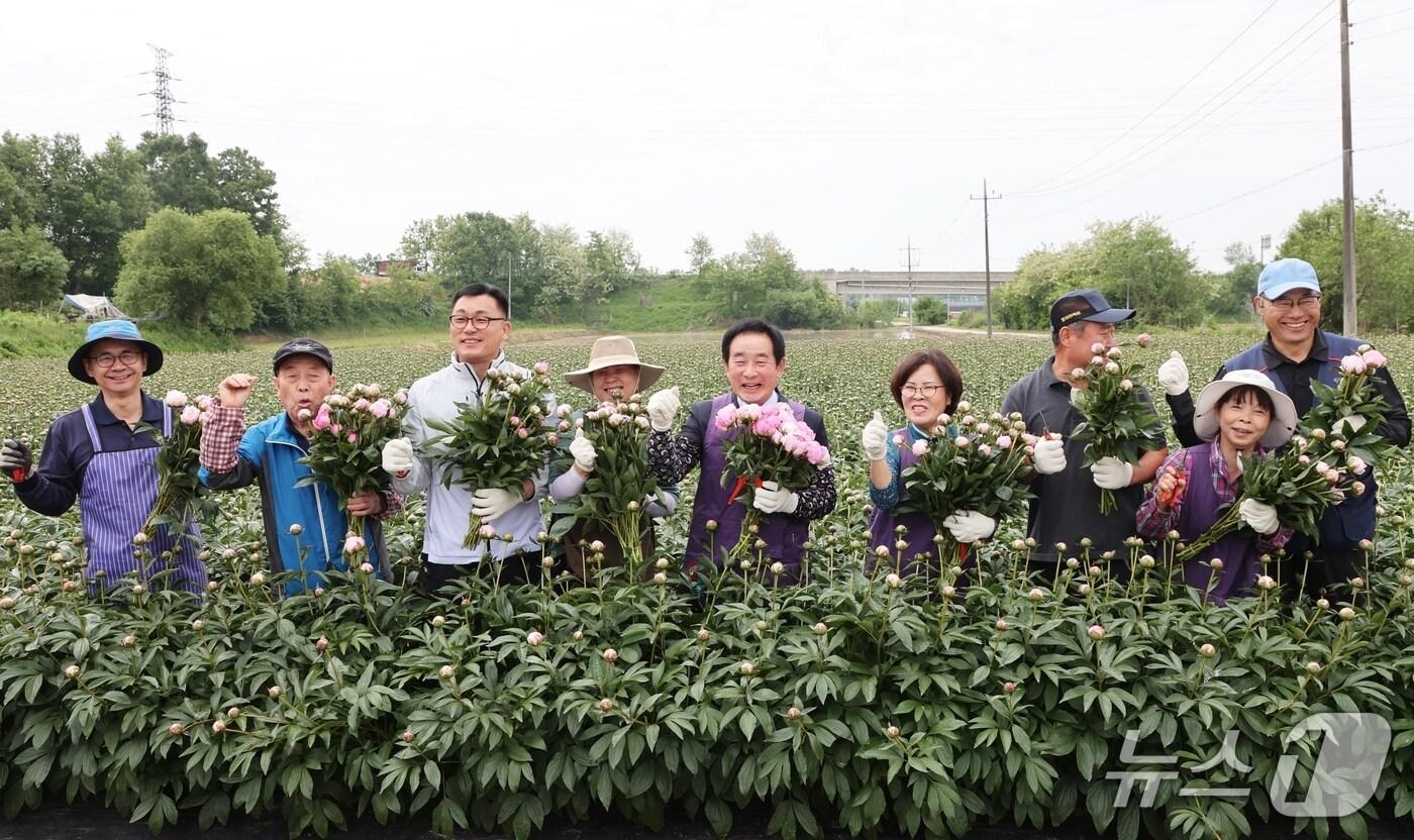 본문 이미지 - 충북 진천군 이월면 월촌개발위원회(위원장 정승준)가 신월리 일원에서 작약 절화 수확 작업을 시작했다.(진천군 제공)/뉴스1