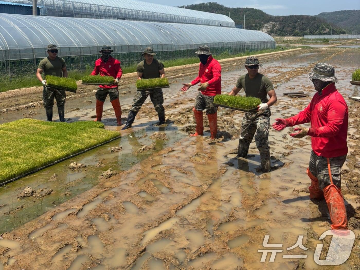 본문 이미지 - 주한 미군 해병대 캠프 장병들이 19일 경북 포항시 남구 오천읍에서 해병대 1사단 대원들과 함께 모내기에 사용할 모판을 옮기고 있다. (독자 제공) 2025.5.19/뉴스1 ⓒ News1 최창호 기자