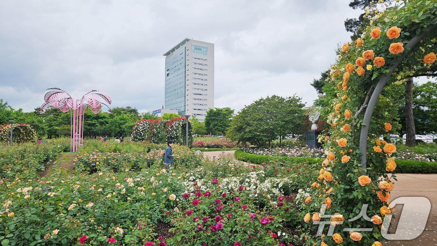 광주시청 장미원.(광주시 제공. 재판매 및 DB 금지)