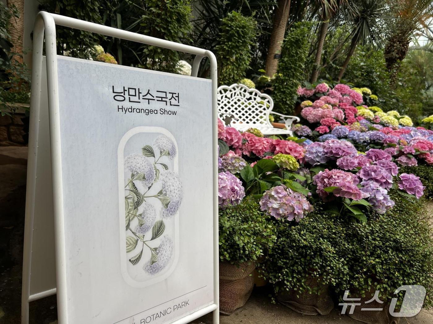 본문 이미지 -  서울식물원 낭만수국전.