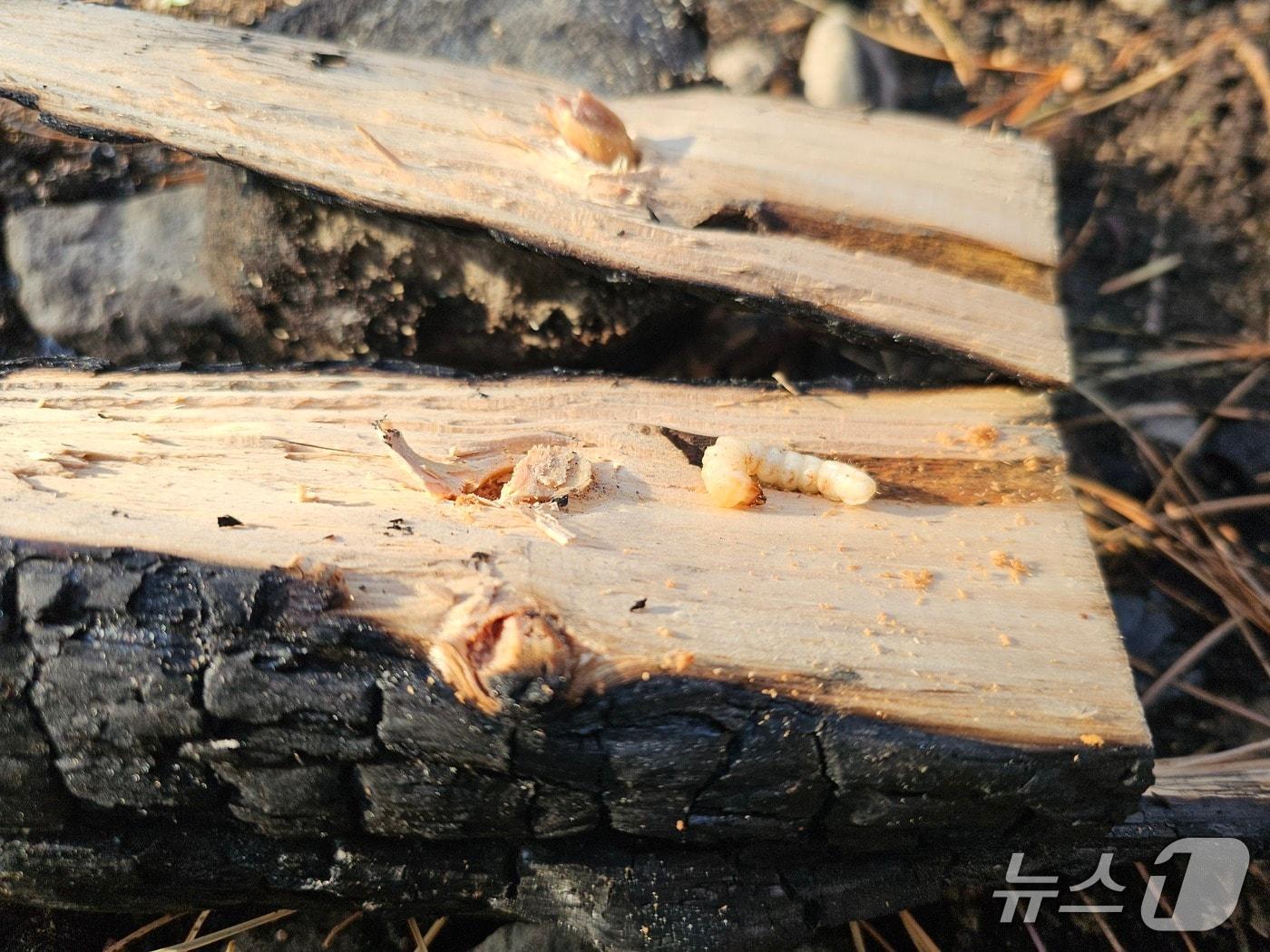 본문 이미지 - 산불 피해목에서 생존해 있는 매개충 유충(안동 임하, 2025)(산림청 국립산림과학원 제공.재판매 및 DB금지)/뉴스1
