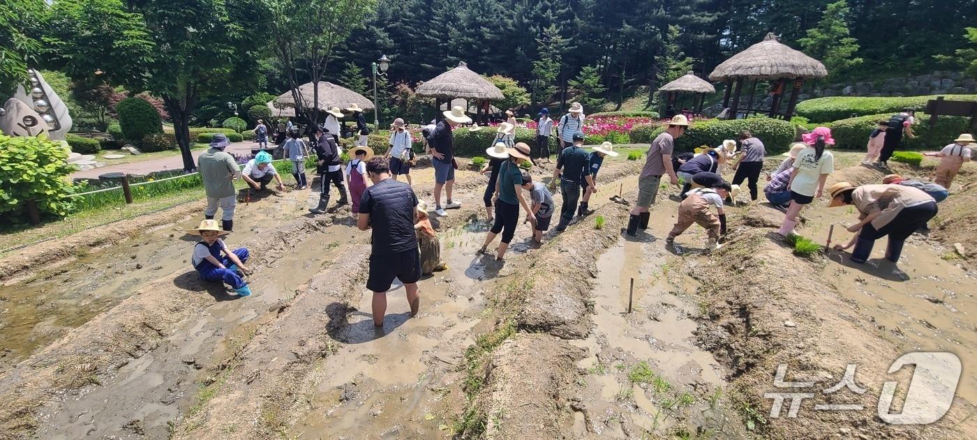 본문 이미지 - 지난해 용인시 농촌테마파크에서 진행한 모내기 체험 모습.(용인시 제공)
