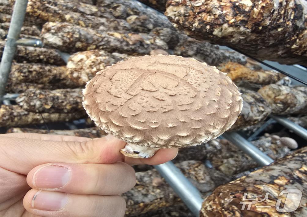 본문 이미지 - 영동군 상촌면이 개발한 '일라이트 표고' (영동군 제공. 재판매 및 DB금지) /뉴스1 