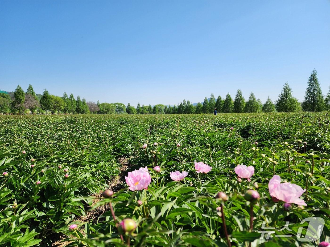 본문 이미지 - 합천 핫들생태공원 작약 재배단지(합천군 제공. 재판매 및 DB금지).