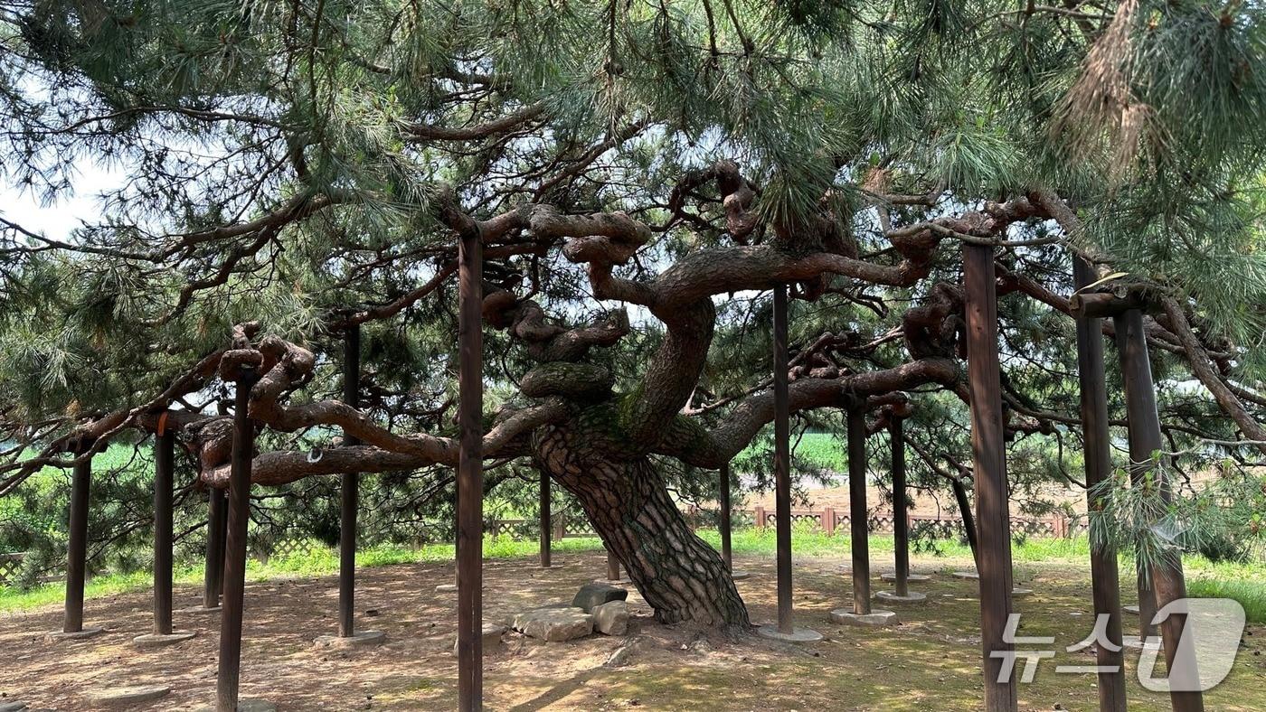 본문 이미지 - 이천시 백사면 도립리 반룡송 모습.(이천시 제공)