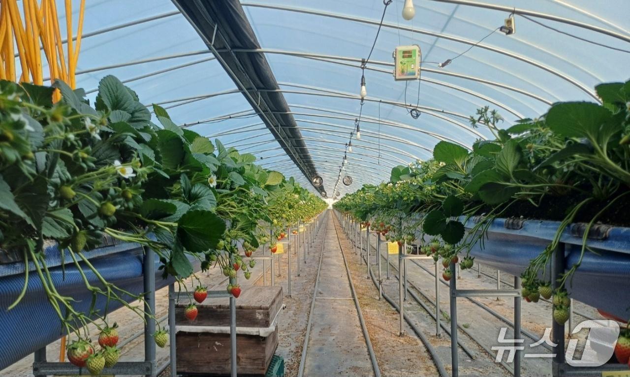 본문 이미지 - 고령군 고설딸기 재배시설(고령군 제공. 재판매 및 DB금지)/뉴스1