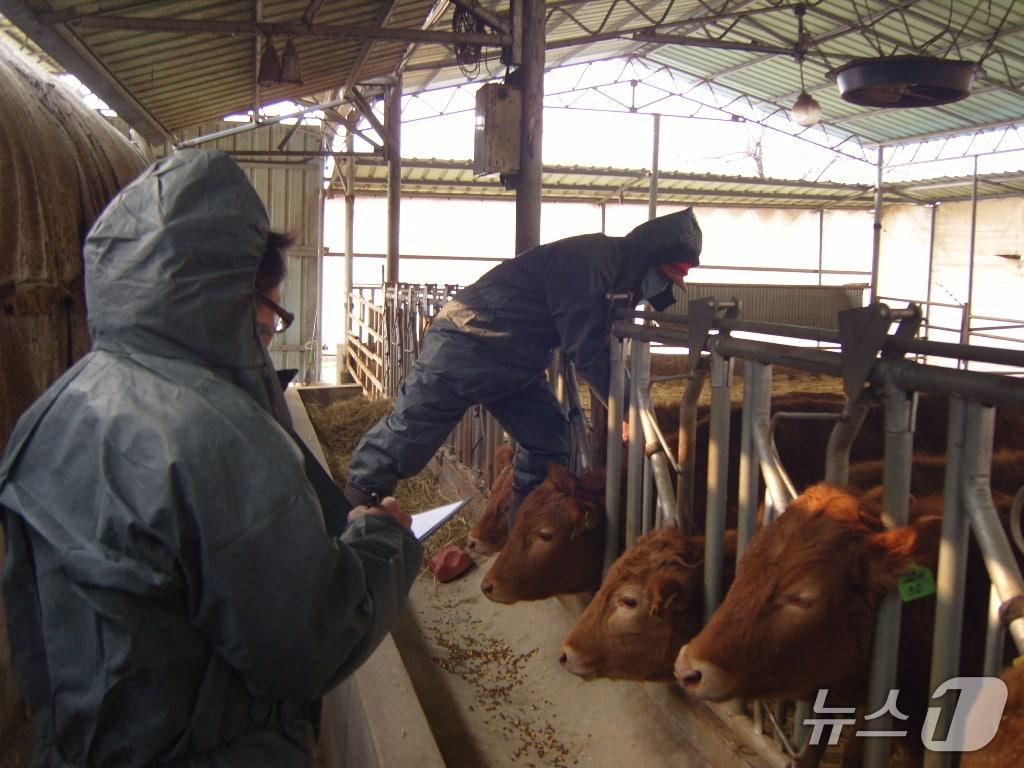 본문 이미지 - 럼피스킨 백신 접종 모습.&#40;전북자치도 제공. 재판매 및 DB 금지&#41;뉴스1 