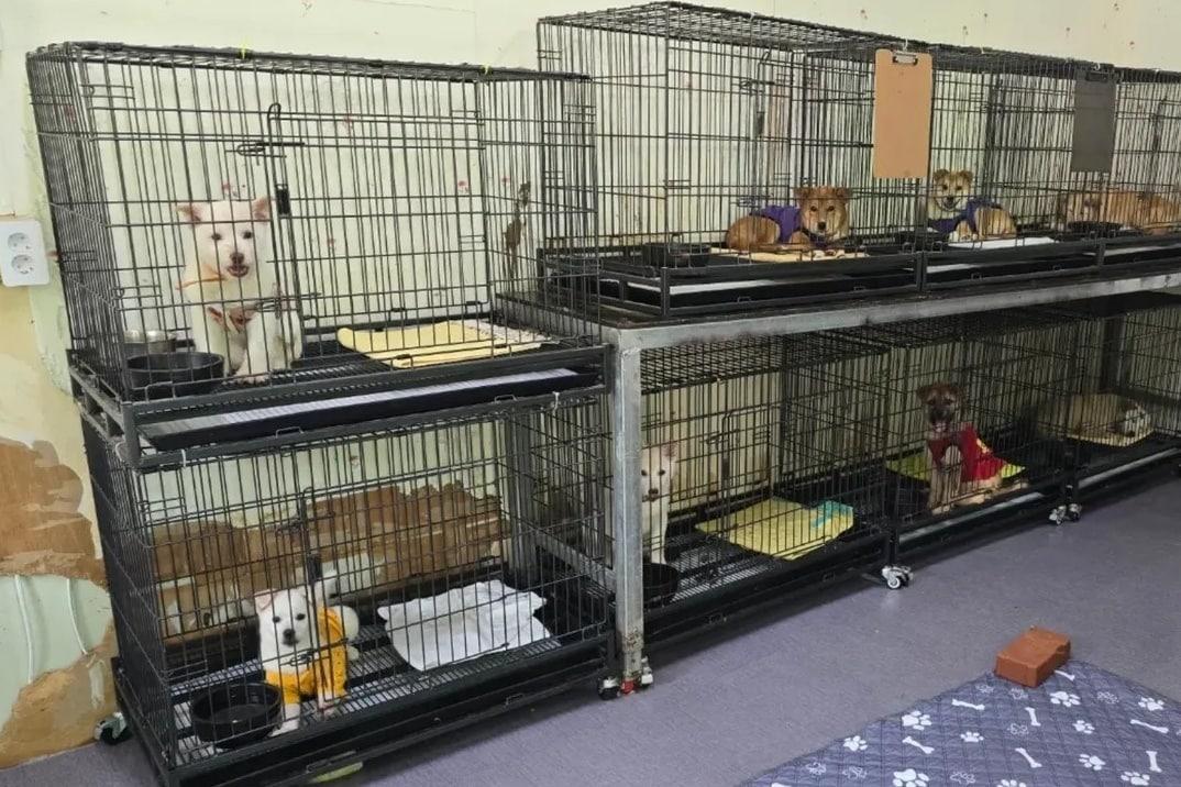 본문 이미지 - 경남 밀양시 동물보호소에서 입양을 기다리는 강아지들(인스타그램 @hye5524__ 제공) ⓒ 뉴스1