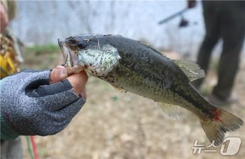 본문 이미지 - 보은 삼가저수지서 잡아올린 큰입배스 (속리산사무소 제공. 재판매 및 DB금지) /뉴스1