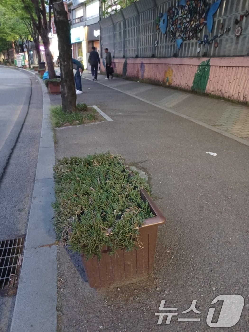 본문 이미지 - 아파트 단지 인근서 사라진 대형 화분의 모습. &#40;독자 제공. 재판매 및 DB 금지&#41; 2025.5.2/뉴스1 
