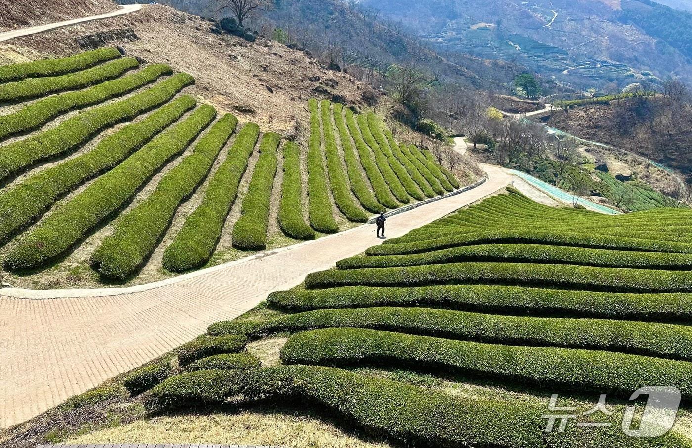 계단식 차밭과 지리산 능선이 함께 어우러진 정림다원 ⓒ News1 윤슬빈 기자