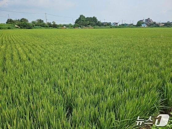 본문 이미지 - 강들미(인천 강화군 제공.재판매 및 DB금지)