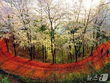 본문 이미지 - 대전 계족산 임도 (산림청 제공.재판매 및 DB금지)/뉴스1