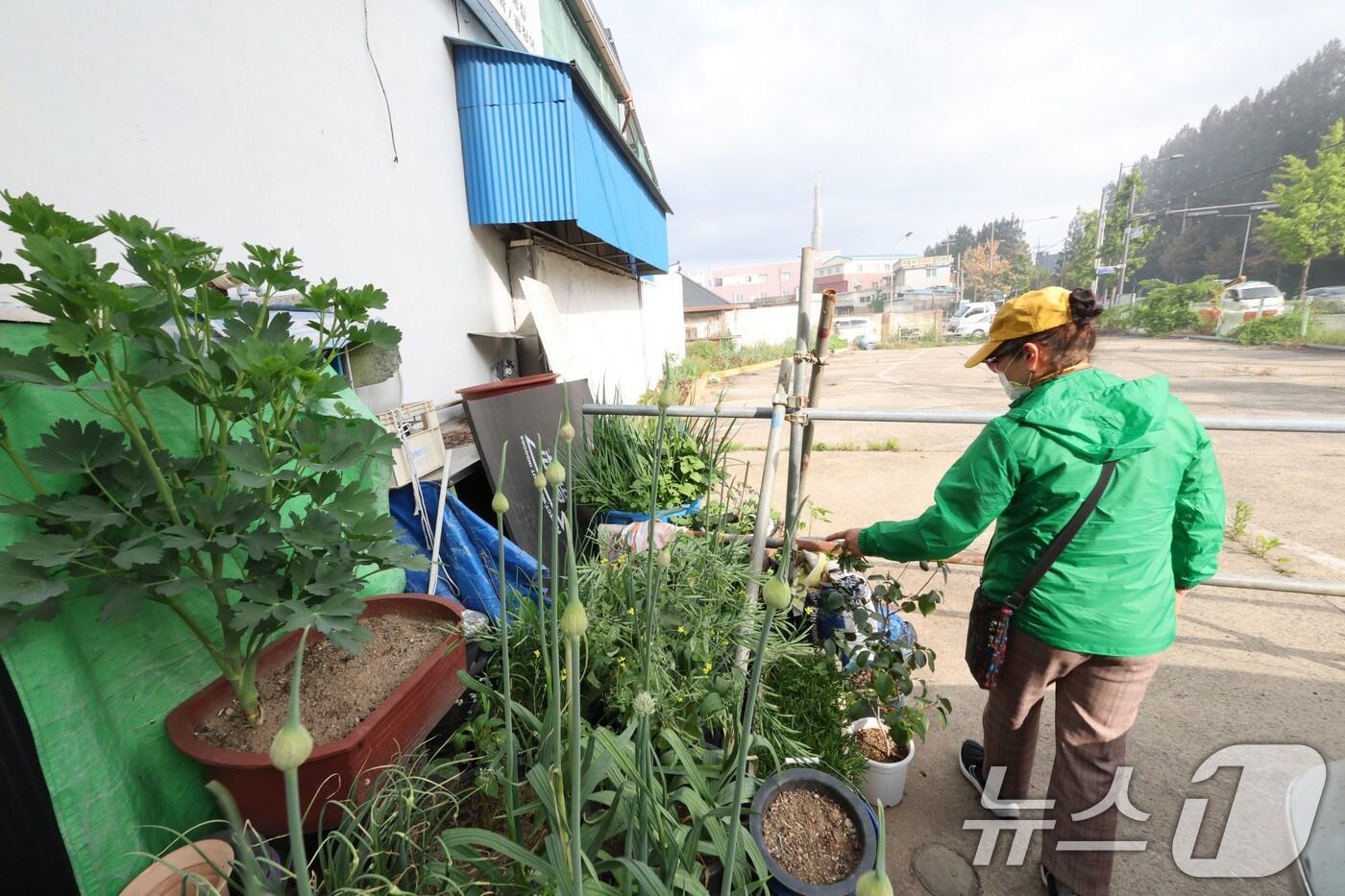 20일 오전 광주 광산구 소촌동 화재가 발생한 금호타이어 광주공장 정문 앞 식당 주인이 심어둔 마늘에 분진가루가 내려 앉은 모습. 2025.5.20/뉴스1 ⓒ News1 박지현 기자