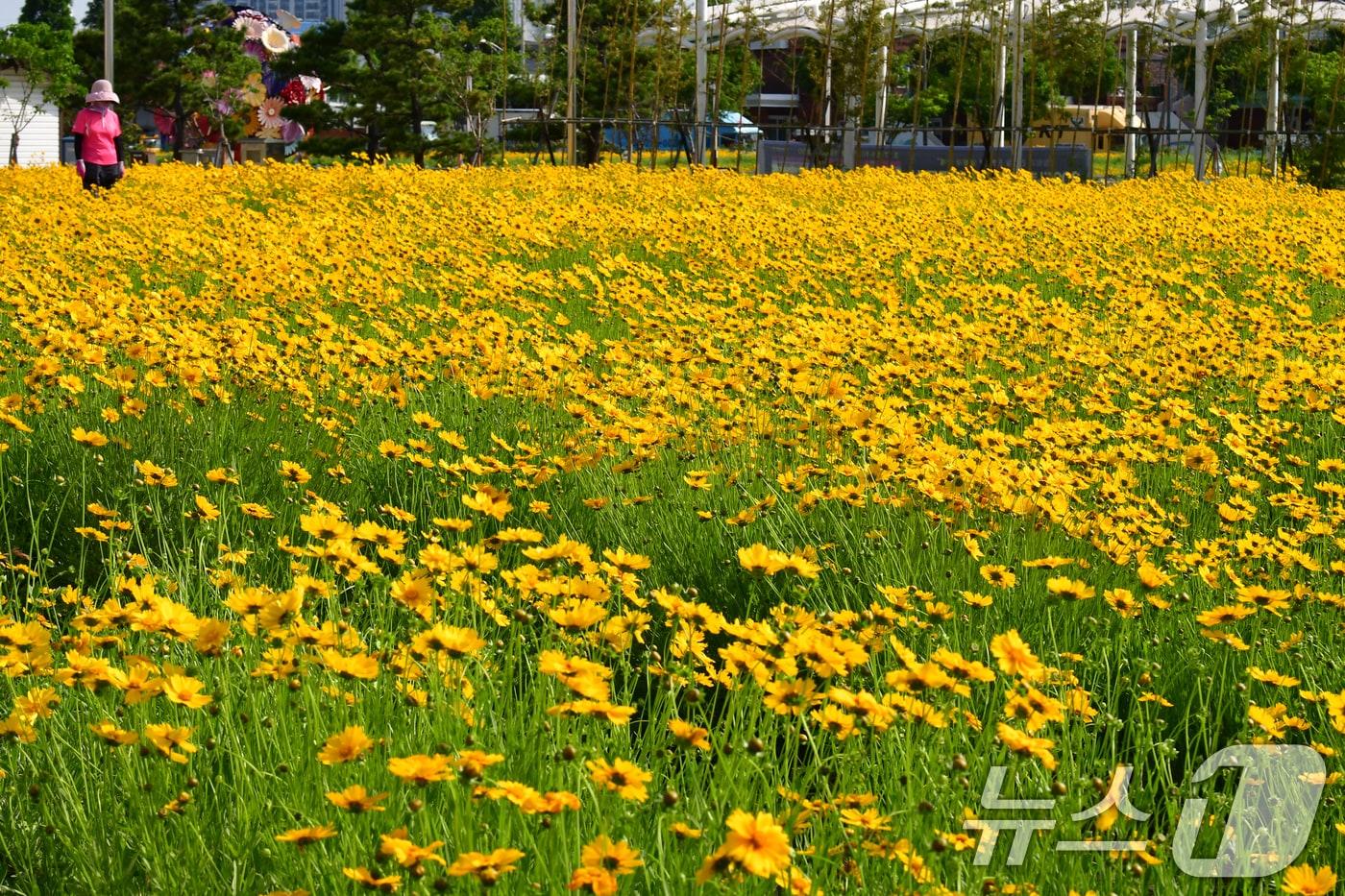 20일 경북 포항시 포항운하 주변에 금계국이 꽃망울을 활짝 터뜨리고 있다. 2025.5.20/뉴스1 ⓒ News1 최창호 기자