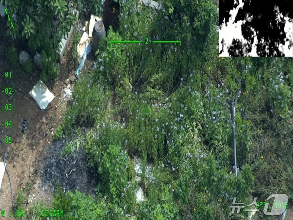 본문 이미지 - 지난 19일 완도해경이 양귀비와 대마 등 마약류 불법 재배가 지속적으로 문제돼 온 완도와 인근 도서지역에서 합동 단속을 실시하고 있다.(완도해경 제공. 재판매 및 DB 금지)