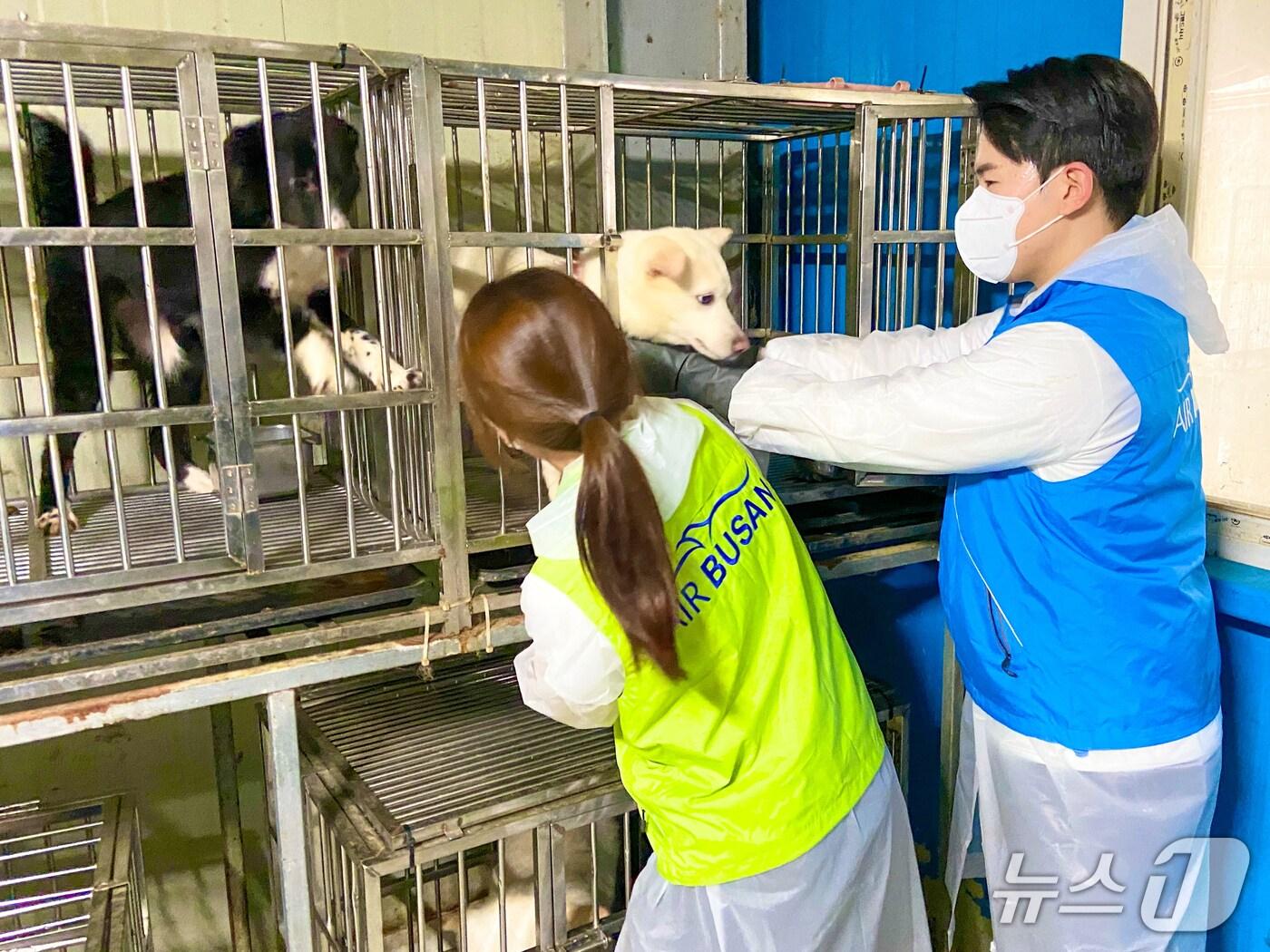 본문 이미지 - 에어부산 객실승무원들이 부산동물보호센터를 방문해 유기동물을 위한 봉사활동을 실시하고 있다.(에어부산 제공. 재판매 및 DB 금지)