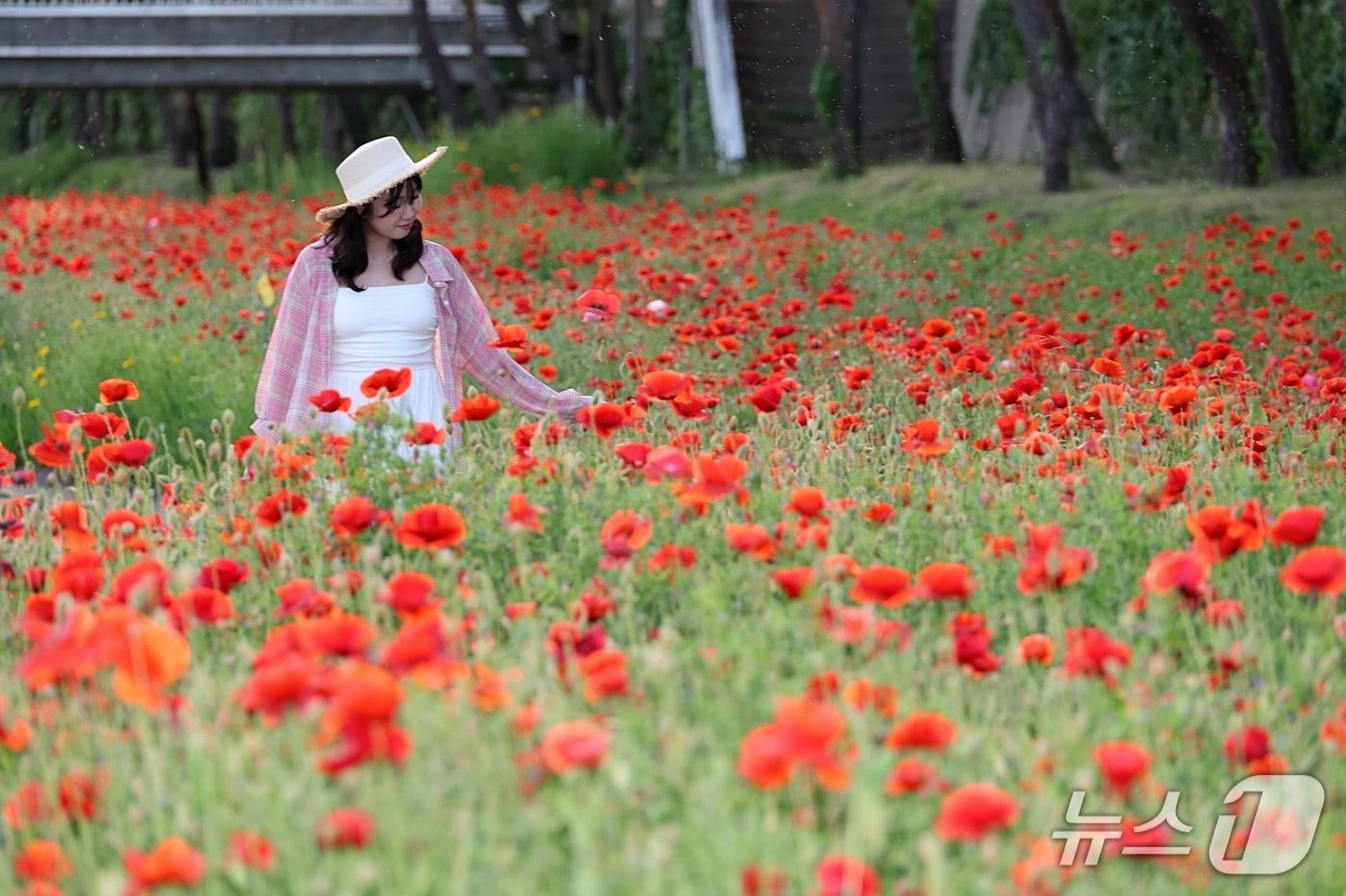 23일부터 괴산빨간맛페스티벌이 열릴 충북 괴산 동진천변 꽃양귀비 밭을 한 여성이 둘러보고 있다.&#40;괴산군 제공&#41;/뉴스1