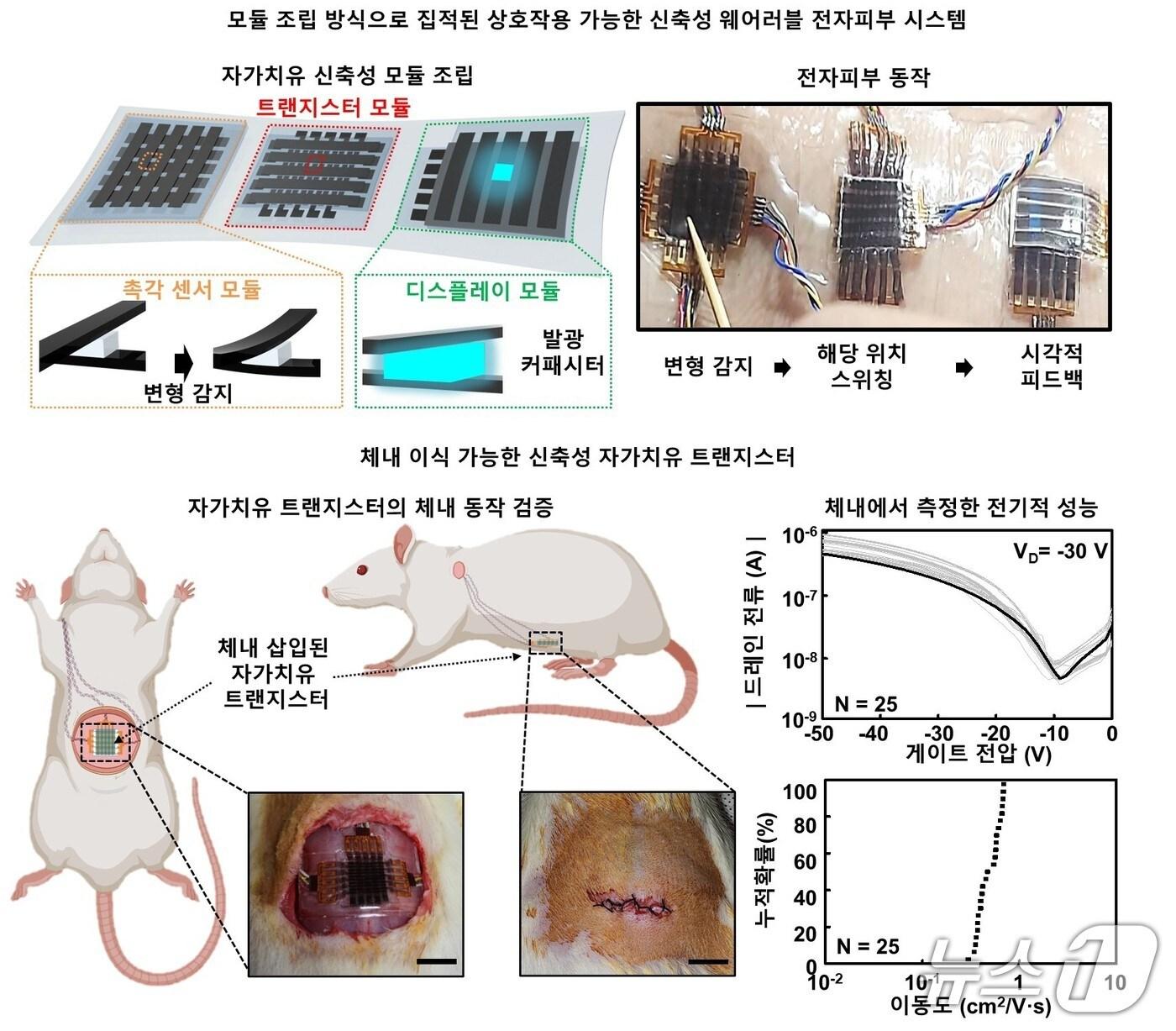 본문 이미지 - 신축성 자가치유 전자회로의 웨어러블 및 임플랜터블 시스템(한국연구재단 제공) /뉴스1