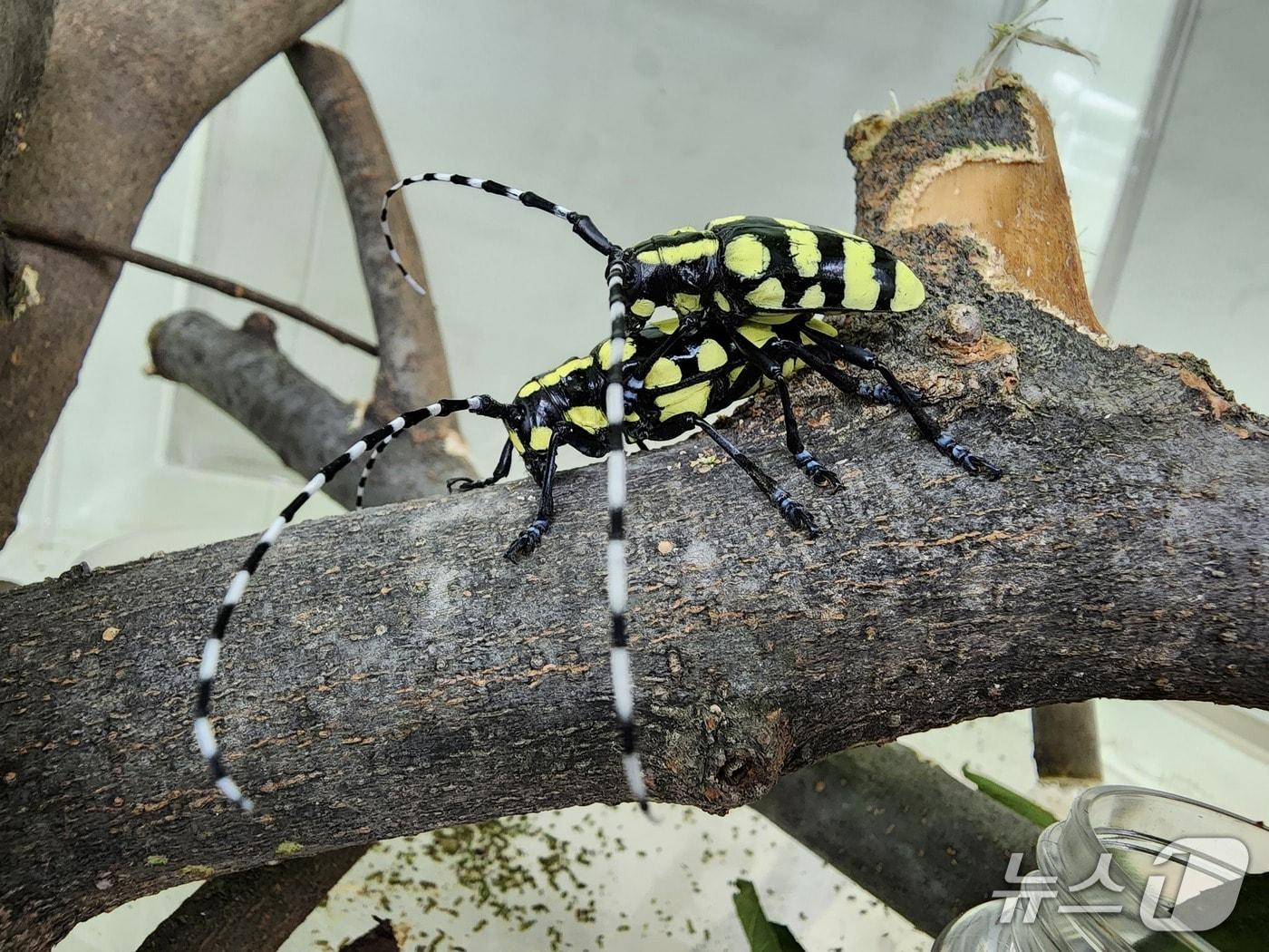 본문 이미지 - 노랑알락하늘소 성충 산란 선호성 실험 모습.(산림청 국립산림과학원 제공.재판매 및 DB금지)/뉴스1