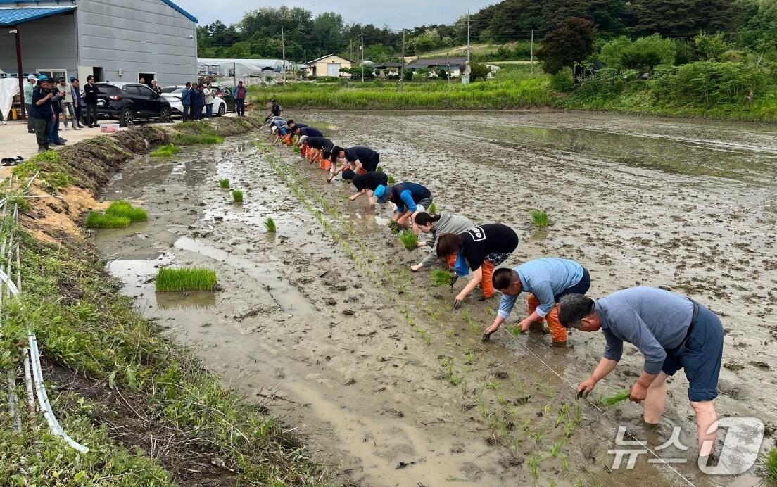 본문 이미지 -  제천농민회 제9회 통일쌀 경작지 모내기 행사.(제천시 제공. 재판매 및 DB금지)/뉴스1