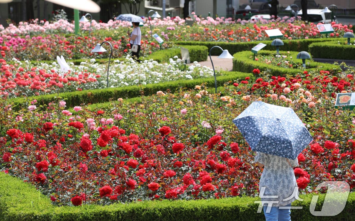 여름 기운이 들기 시작한다는 절기상 소만(小滿)인 21일 부산 기장군 윗골공원에서 양산을 쓴 시민들이 형형색색의 장미를 구경하고 있다. 윗골공원에는 세계 여러 장미 77종의 약 3만 주가 식재됐다. 2025.5.21/뉴스1 ⓒ News1 윤일지 기자